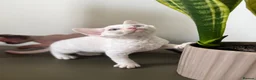 Devon Rex cats for sale: Exceptional FIFe Devon Rex Kittens 2 left only  - Advert 14
