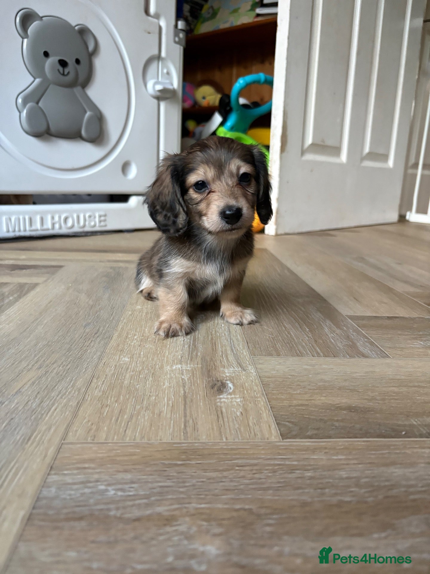 Miniature Dachshund dogs LAST BOY REMAINING 💙 Shaded cream longhaired  - Advert 15