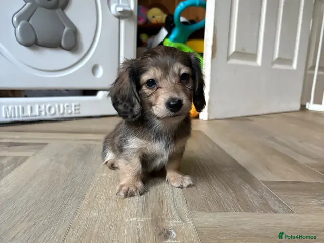 Miniature Dachshund dogs for sale: LAST BOY REMAINING 💙 Shaded cream longhaired - Advert 2