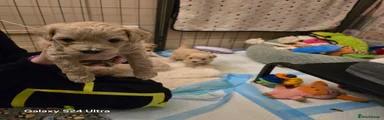 Cavapoo Puppy 8