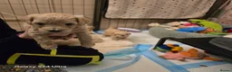 Cavapoo dogs for sale: Cavapoo pups last male - Advert 3