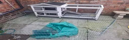 Mixed Breed rabbits for sale: 2 Female Sibling Rabbits - Advert 11
