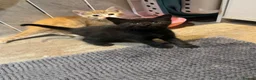 Mixed Breed cats for sale: Beautiful kittens looking for home ❤️ - Advert 25