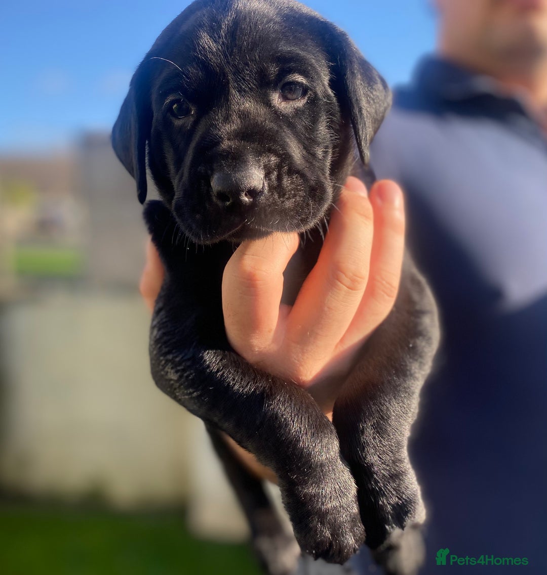 Labrador Retriever dogs for sale: Beautiful Labrador Puppies – 5 Girls & 3 Boys - Image 3