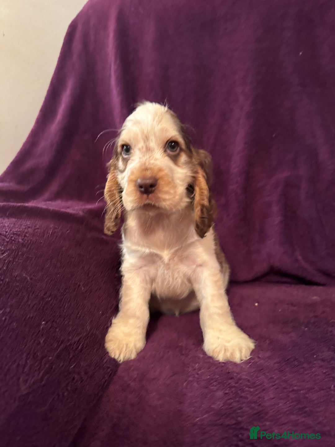 Cocker Spaniel dogs for sale: 🩷Stunning chocolate sable roan show type cocker🩷 - Advert 28