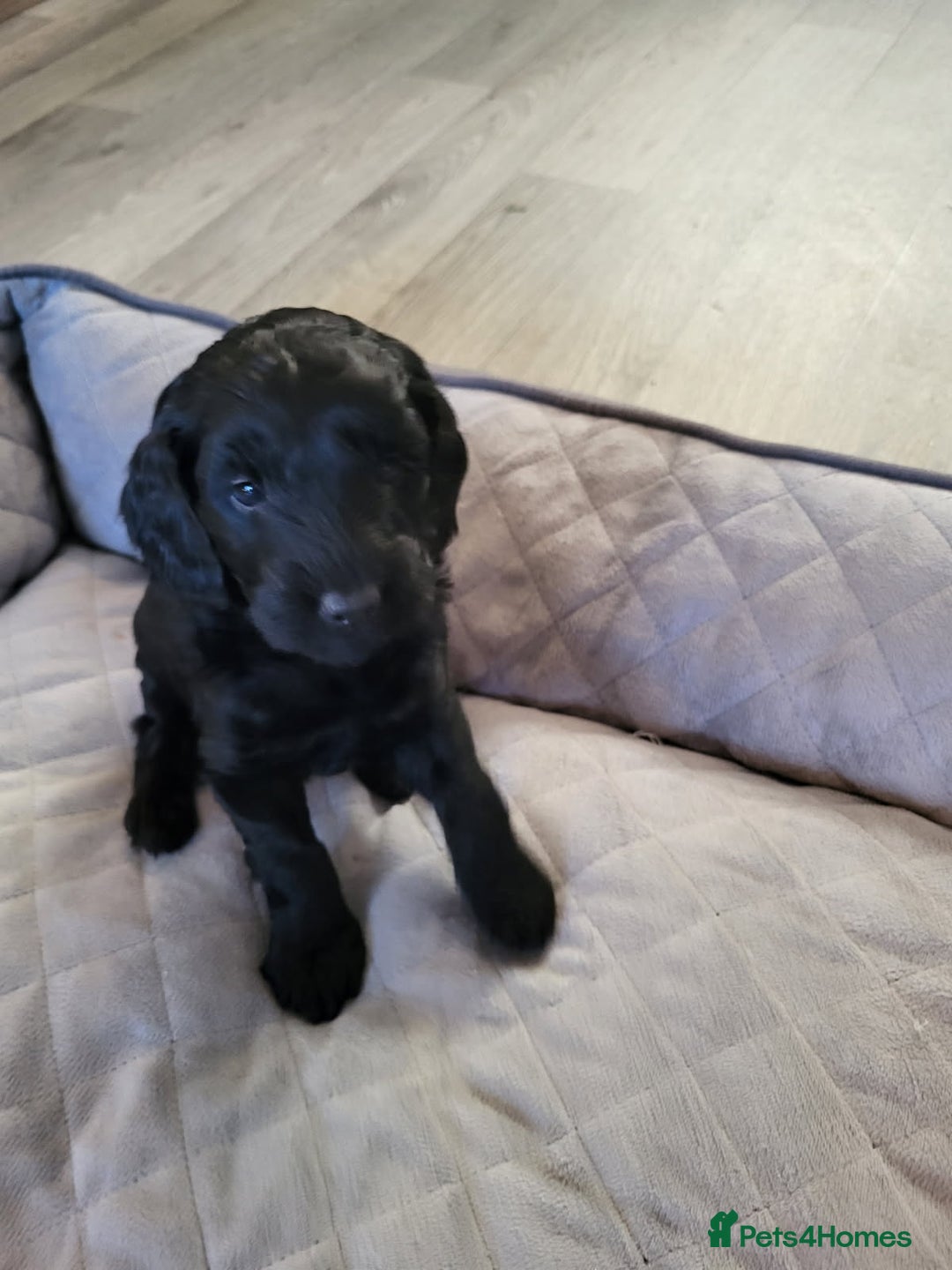 Cockapoo dogs for sale: 1 LEFT Toy f1b cokapoos🐶🐶 - Advert 31