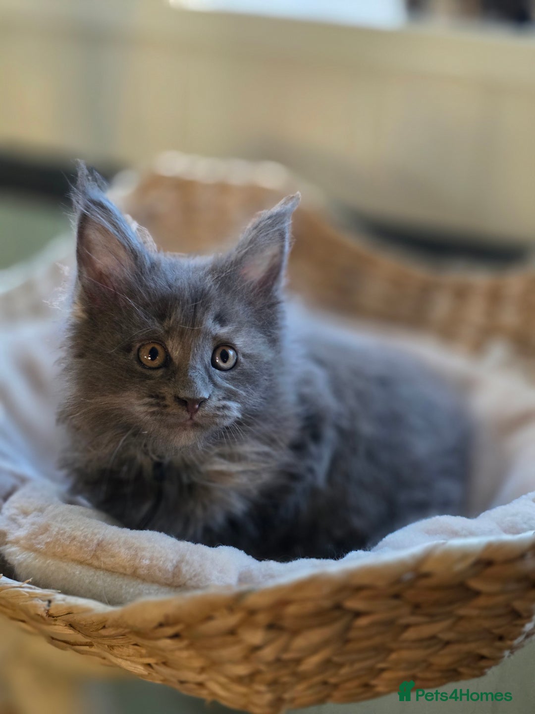 Maine Coon cats for sale: Two beautiful blue smoked mainecoon girls 4 sale  - Image 11