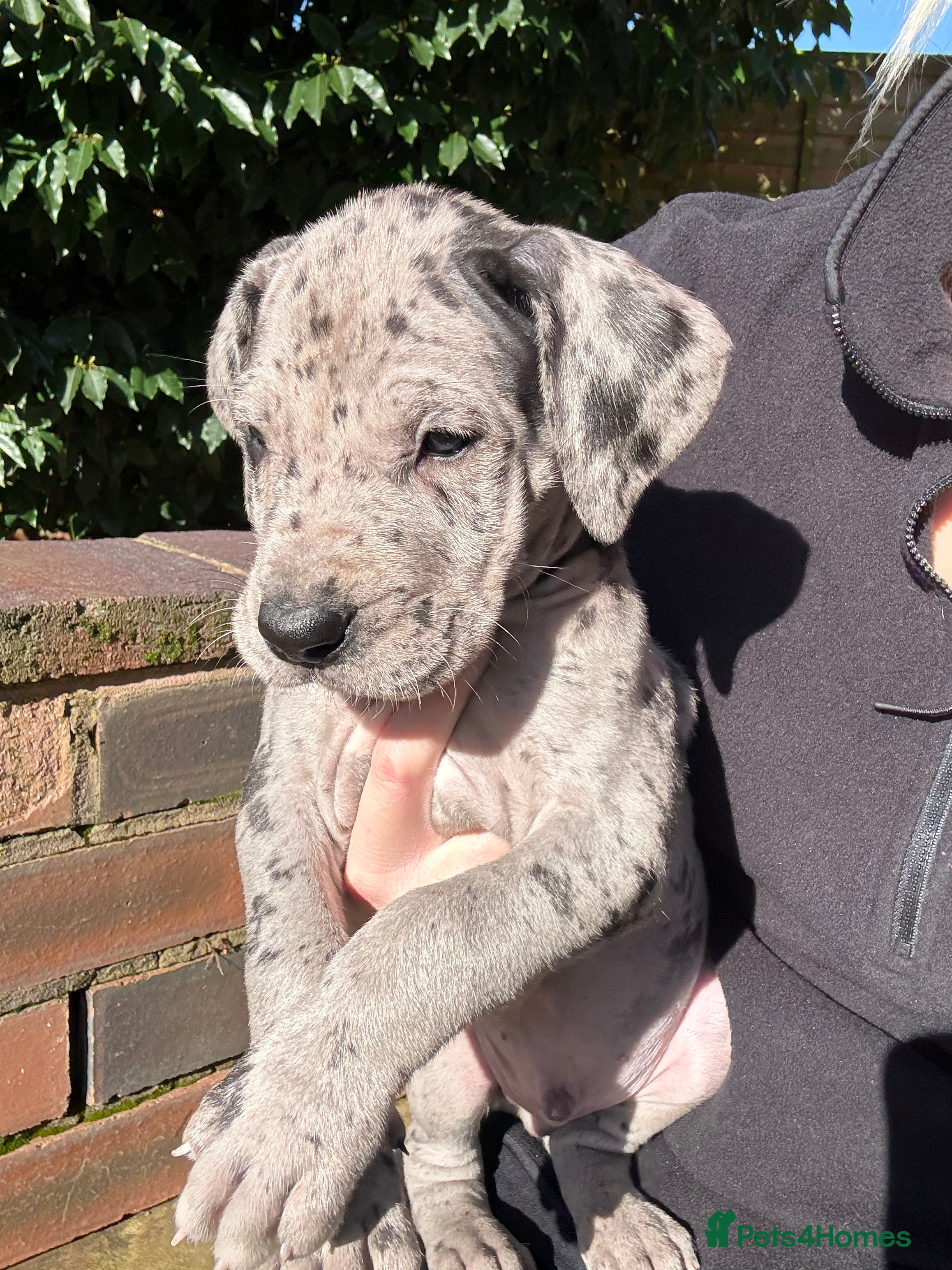 Great Dane dogs Health Tested KC reg Great Dane puppies - Advert 8
