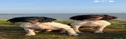 English Springer Spaniel dogs for sale: KC Registered English Springer Spaniel puppies - Advert 6