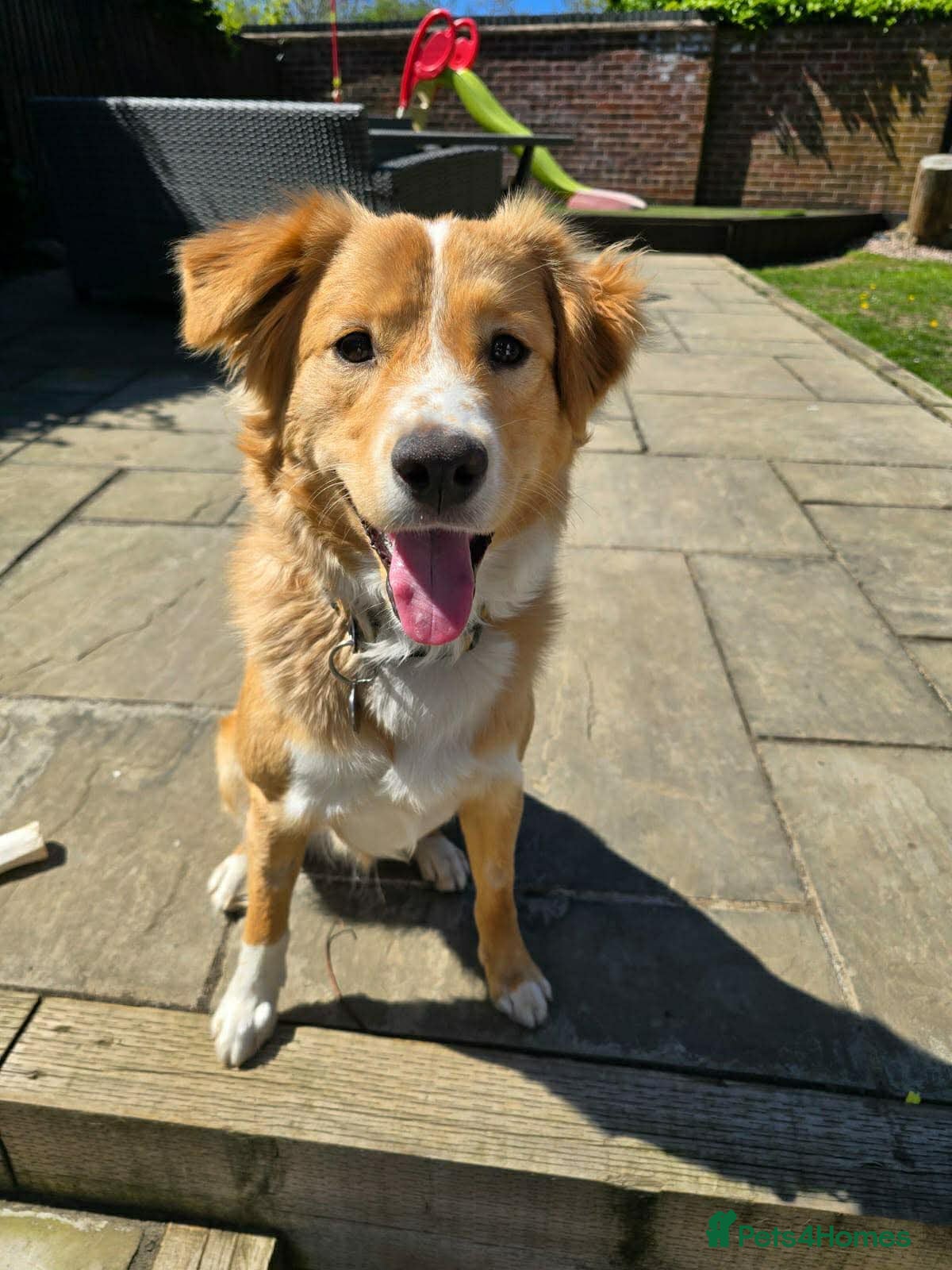 Mixed Breed dogs RUDI-happy&loving boy/loves outdoors/house trained - Advert 1