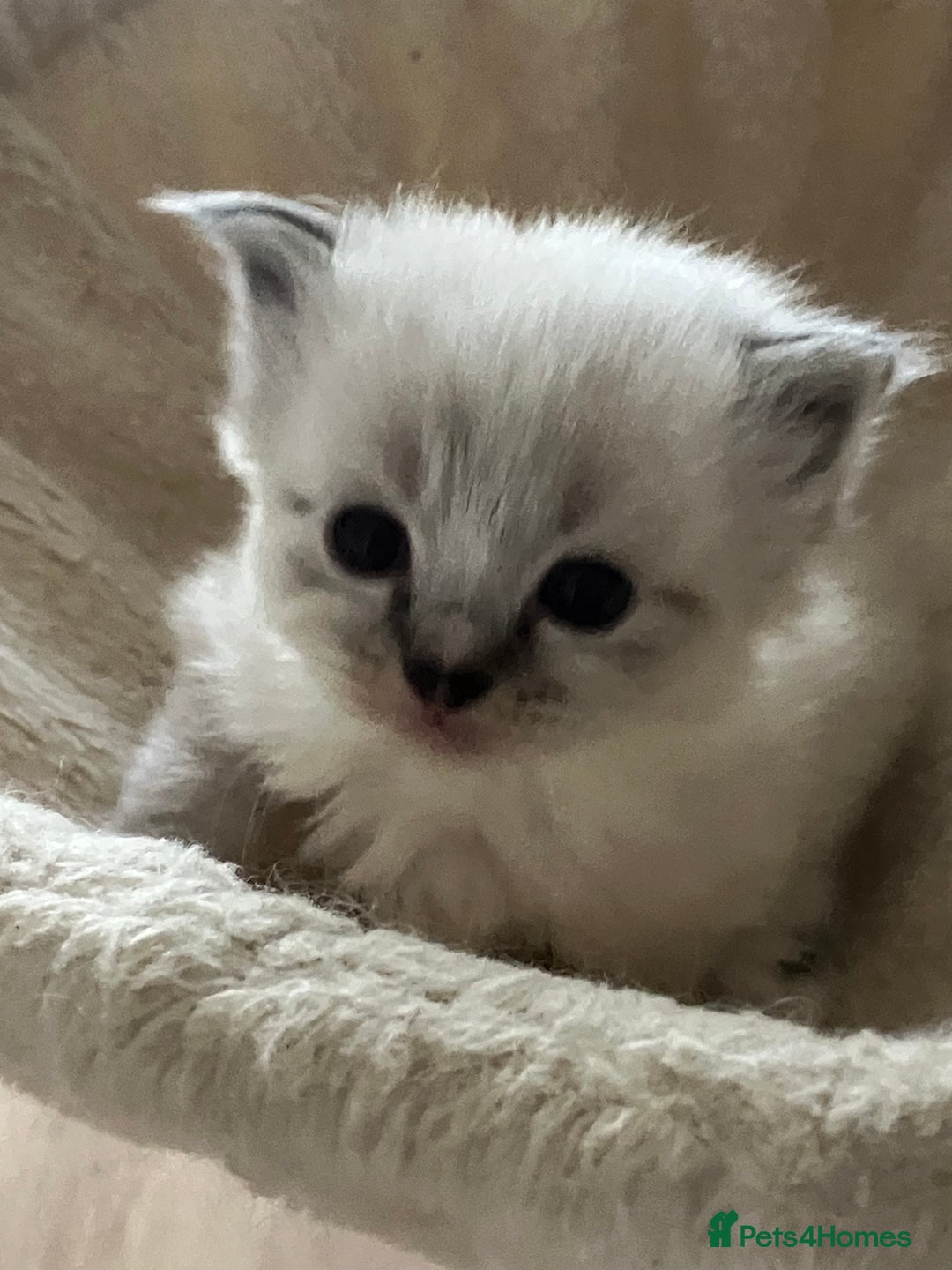 Siberian cats for sale: Siberian kittens  - Advert 2