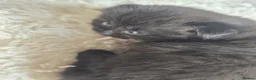 Scottish Fold cats for sale: Beautiful black British shorthair/ fold kittens  - Advert 9