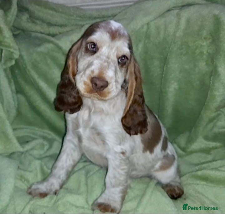 Sprocker dogs Sprocker x Cocker Spaniel - Advert 1