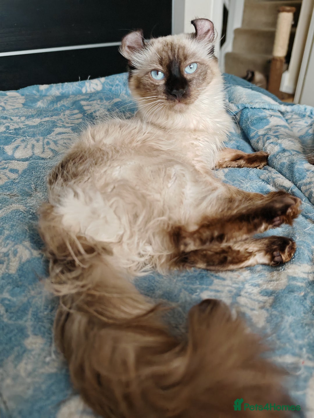 American Curl cats for sale: Two very rare and wonderful kittens for sale - Image 12