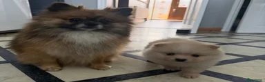 Pomeranian Puppy 