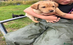 Labrador Retriever dogs for sale: Labrador retrievers  - Image 6