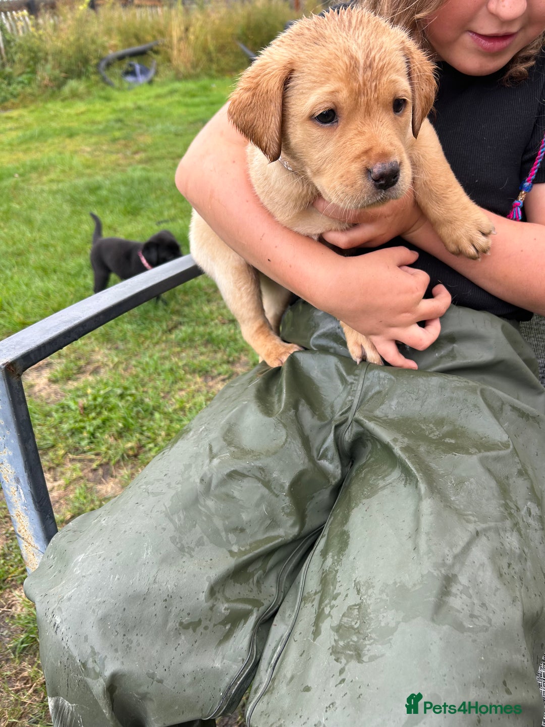 Labrador Retriever dogs for sale: Labrador retrievers  - Image 6