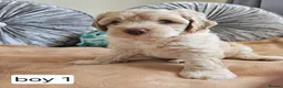 Cavapoo dogs for sale: Outstanding Cavapoo Puppies  - Advert 8