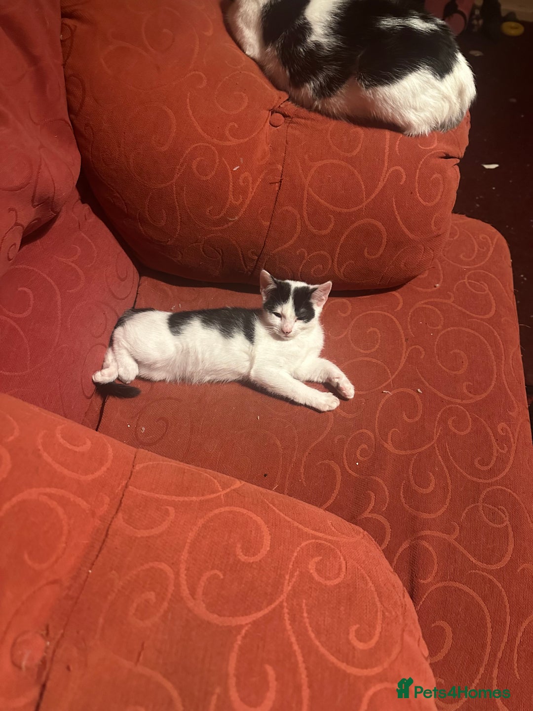 Mixed Breed cats for sale: Lil cuties need their forever homes  - Image 7