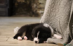 Australian Shepherd dogs for sale: Australian Shepherd Puppies  - Image 28
