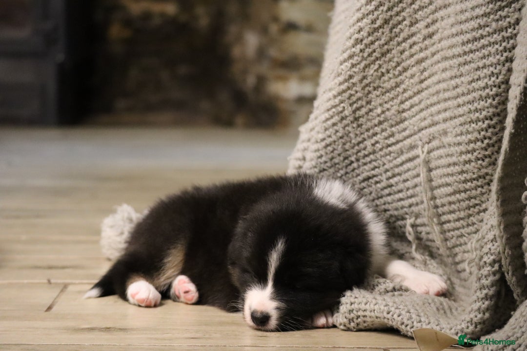 Australian Shepherd dogs for sale: Australian Shepherd Puppies  - Image 28