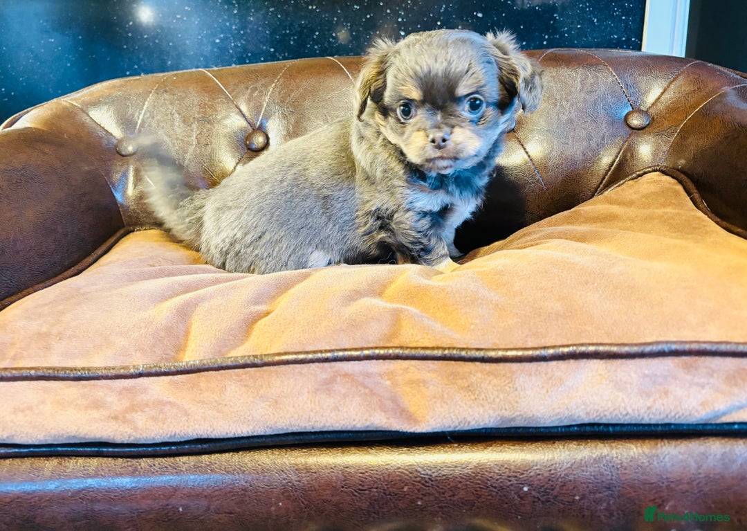 Chihuahua dogs for sale: Handsome long coat tiny chihuahua boy puppies  - Advert 19
