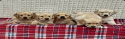 Golden Retriever dogs for sale: GORGEOUS GOLDEN RETRIEVER PUPPIES  in Carmarthen - Advert 13