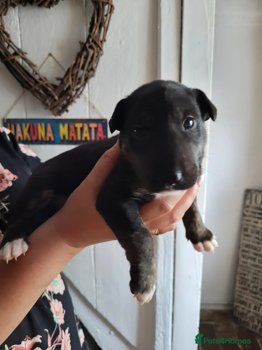 English Bull Terrier dogs for sale: Beautiful bullies boys - Advert 5