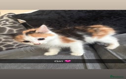 Domestic Shorthair cats for sale: Kittens for sale  - Image 3