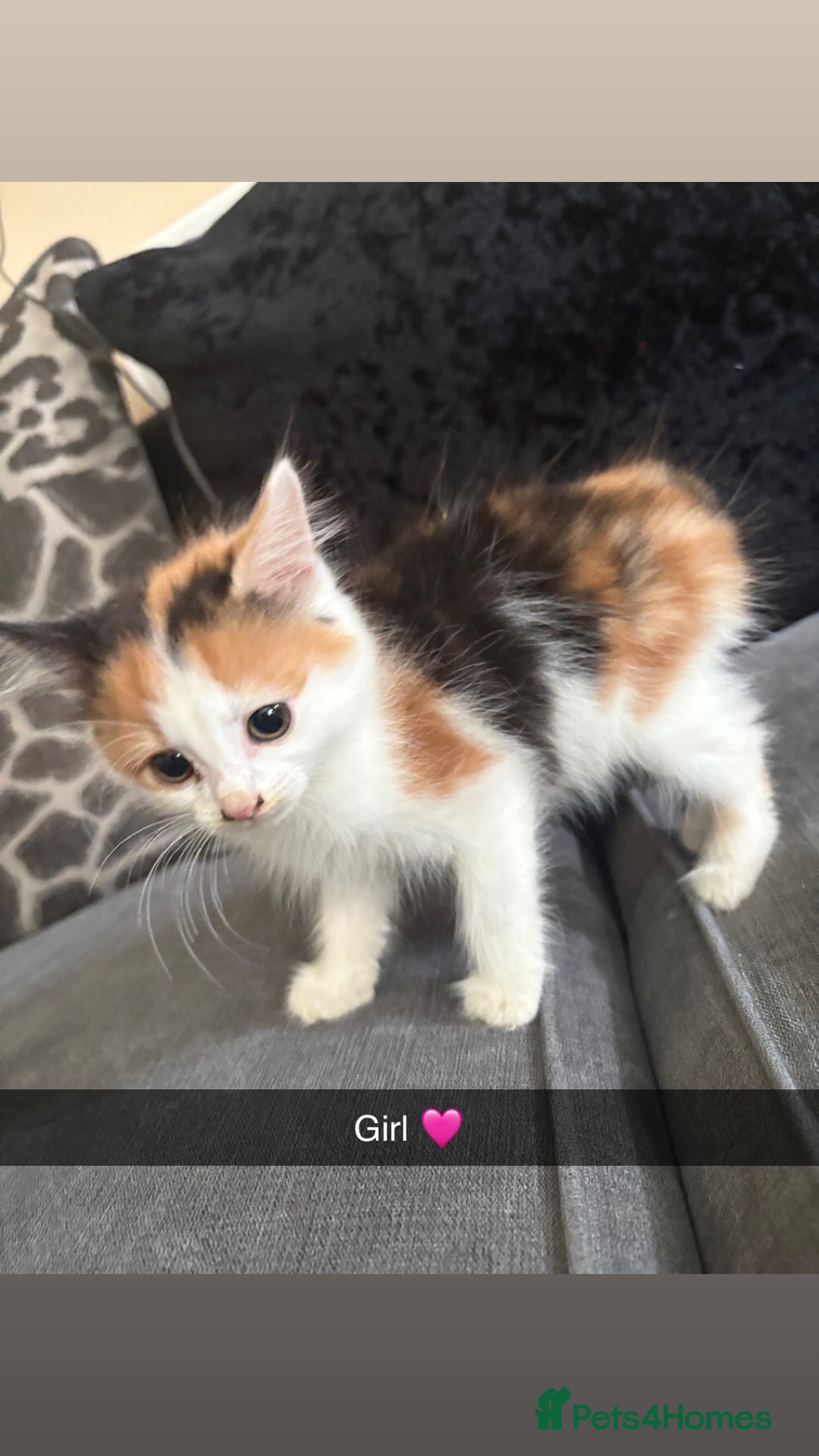 Domestic Shorthair cats for sale: Kittens for sale  - Image 3