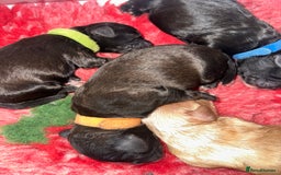 Cavapoo dogs for sale: F1 cavapoo puppies heath tested  - Image 17