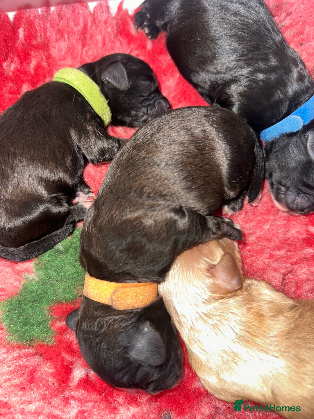 Cavapoo dogs for sale: F1 cavapoo puppies heath tested  - Image 17