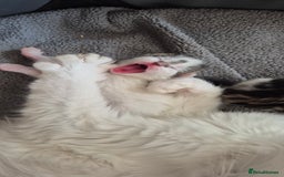Mixed Breed cats for sale: 2 beautiful kittens  - Image 7