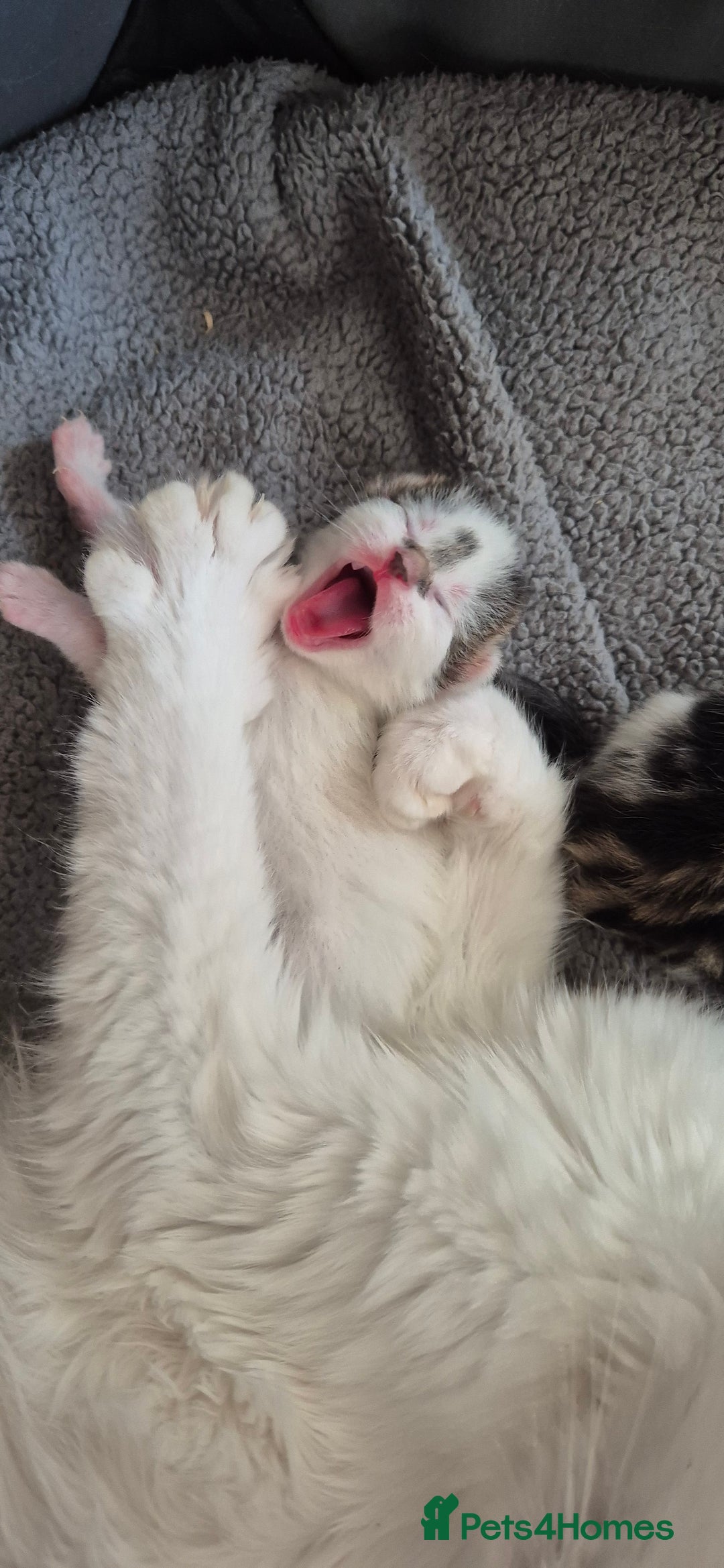 Mixed Breed cats for sale: 2 beautiful kittens  - Image 7