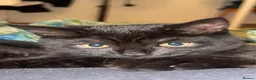 Domestic Shorthair cats for sale: Black Domestic Medium hair in London - Advert 2