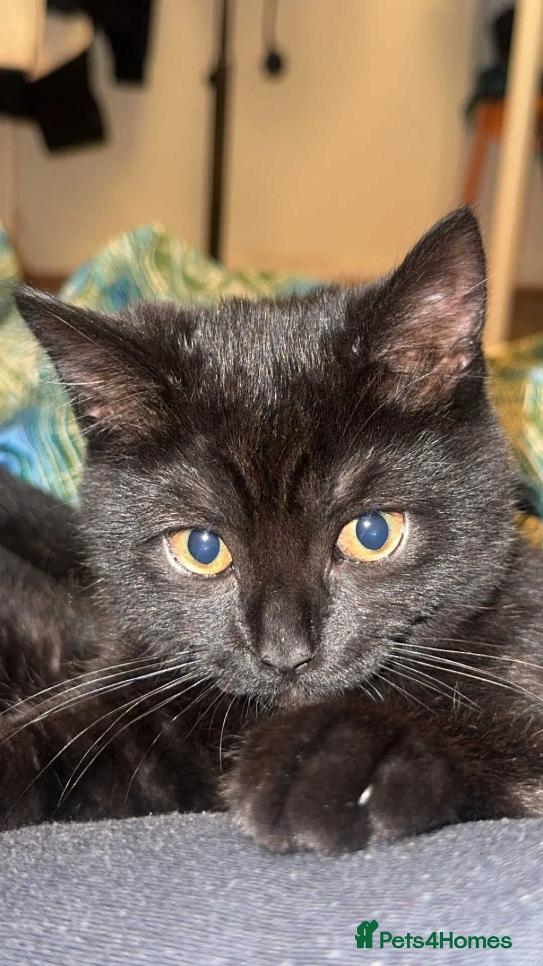 Domestic Shorthair cats for sale: Black Domestic Medium hair in London - Advert 2