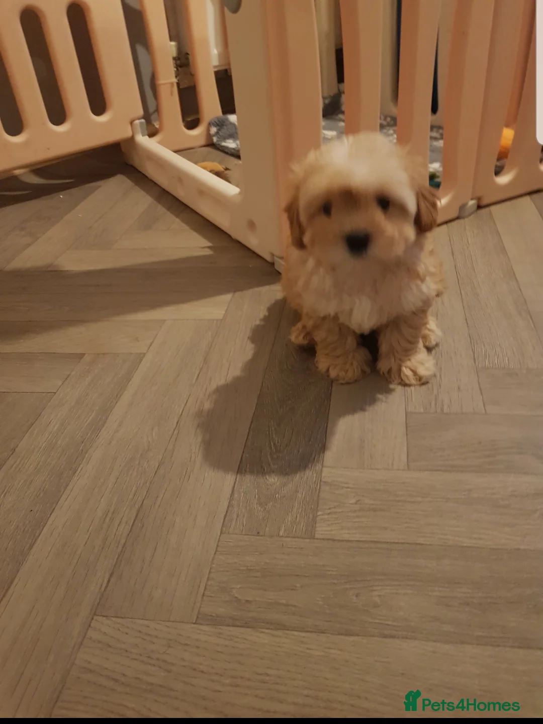 Maltipoo dogs for sale: Gorgeous maltipoo boy half Korean  - Advert 3