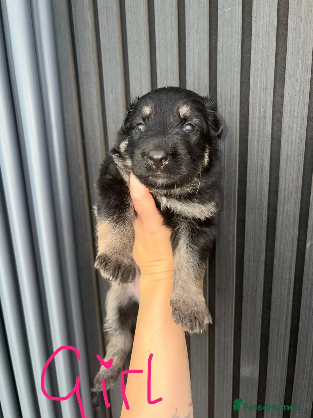 German Shepherd dogs for sale: 🐾Beautiful German Shepherd Puppy’s🐾 - Advert 9