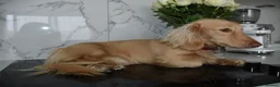 Miniature Dachshund dogs for stud: KC Registered Cream Long Haired Dachshund Stud - Advert 7
