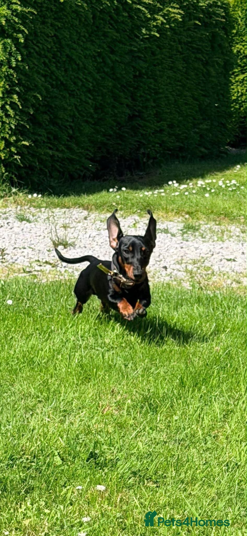 Miniature Dachshund dogs 🐾exceptional KC REGISTERED PRA clear  - Advert 2