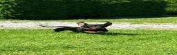 Miniature Dachshund dogs for sale: 🐾exceptional KC REGISTERED PRA clear  - Advert 2