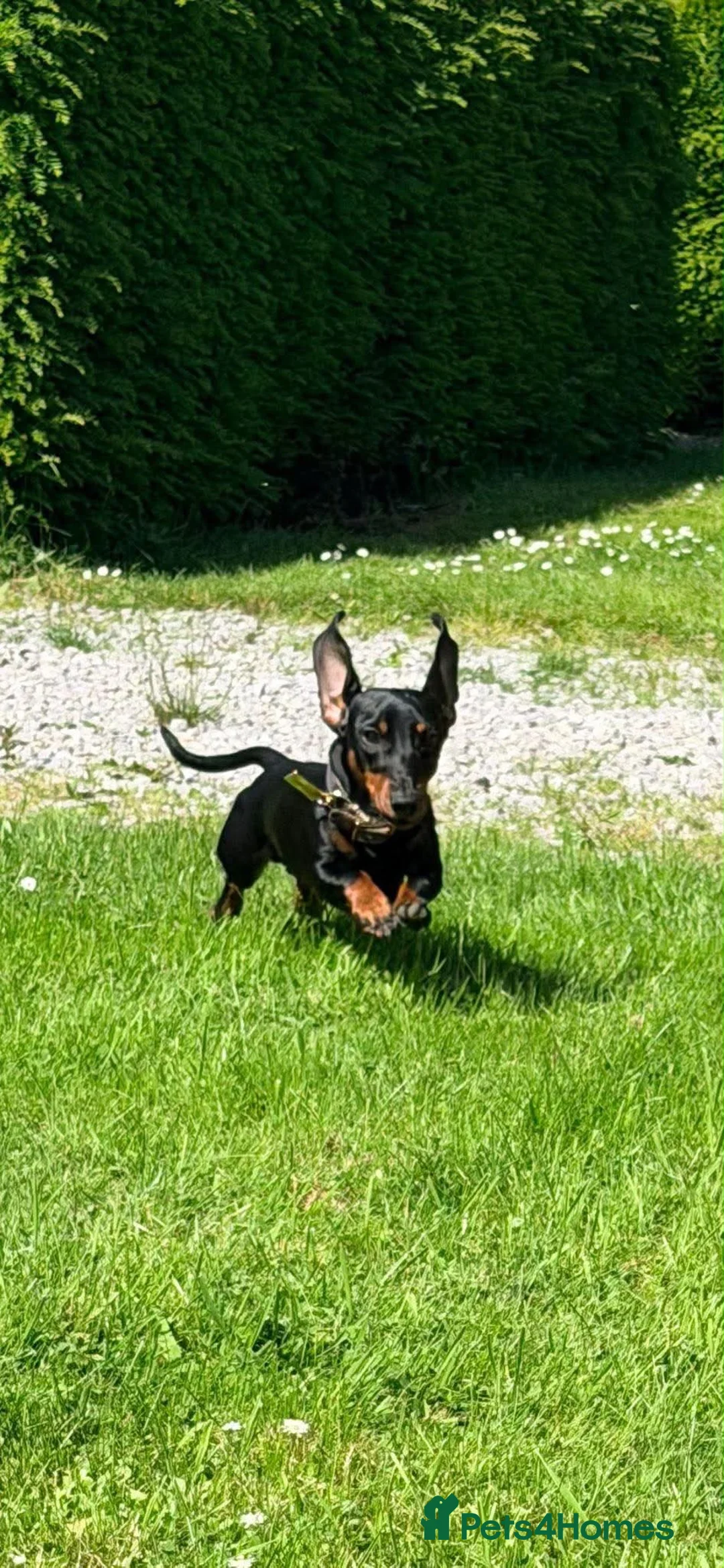 Miniature Dachshund dogs for sale: 🐾exceptional KC REGISTERED PRA clear  - Advert 2