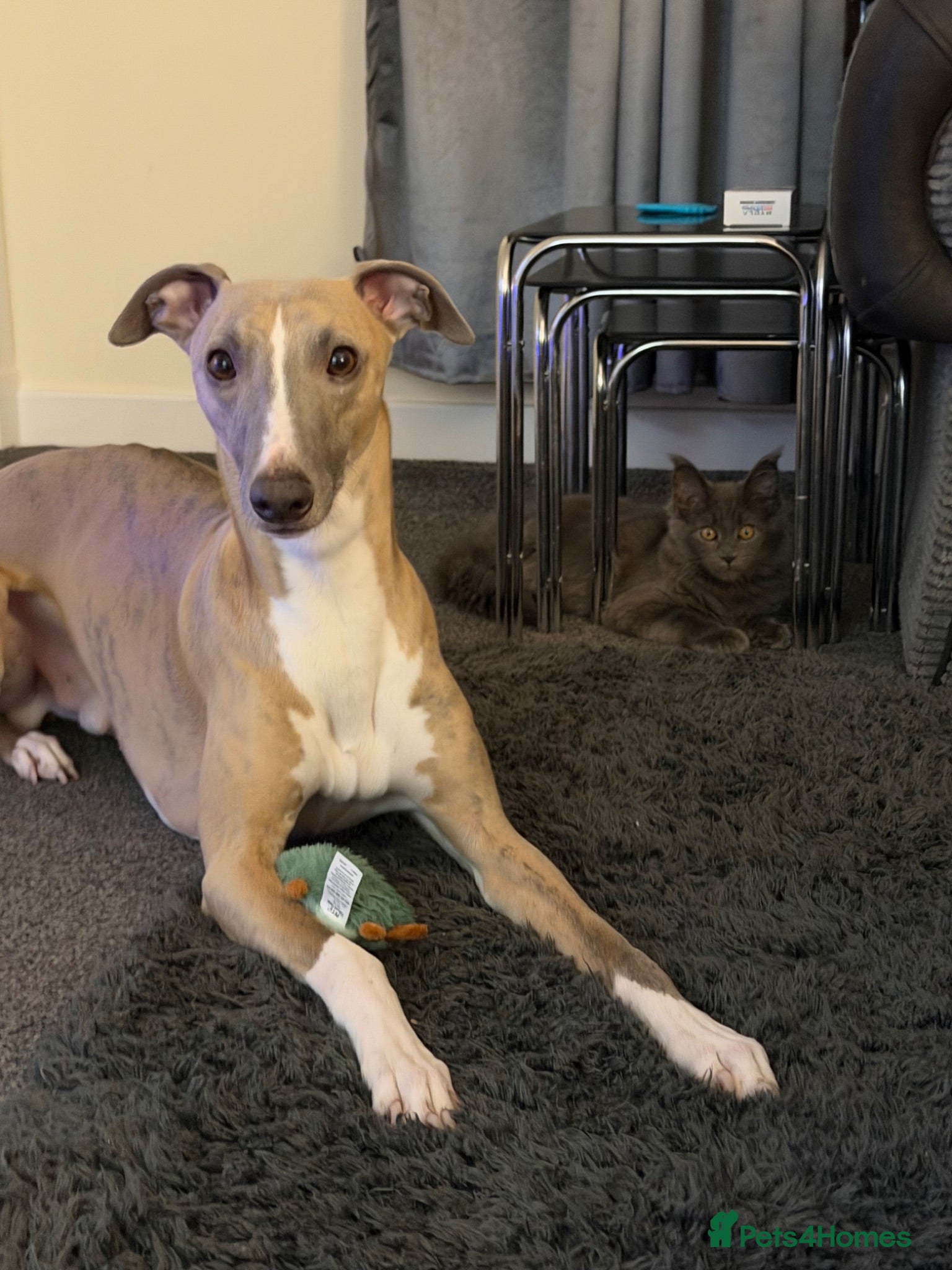 Whippet dogs Whippet  - Advert 3