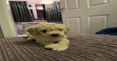 Mixed Breed dogs - Advert 1