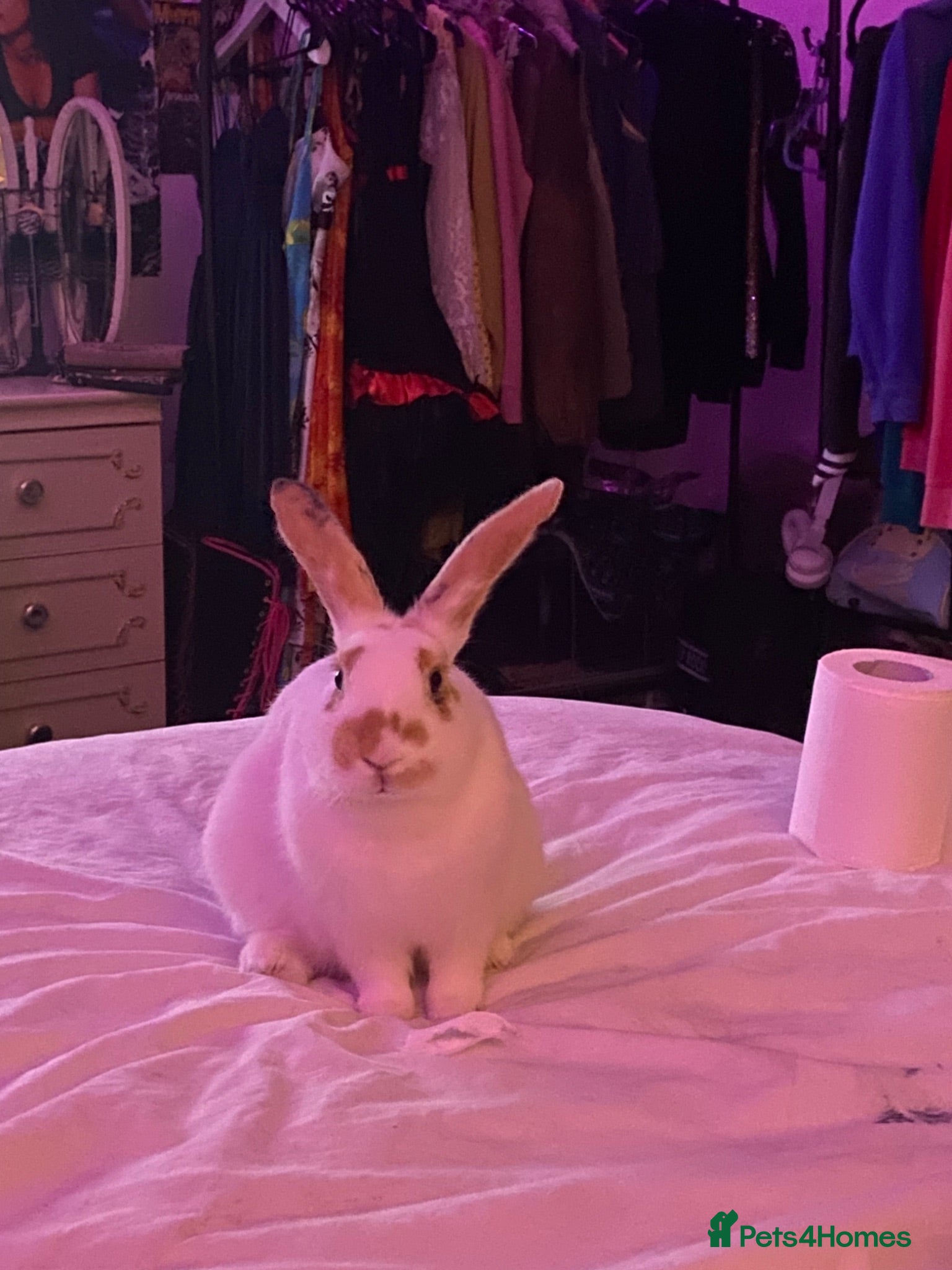 Mixed Breed rabbits Rabbit come with cage, food, toys - Advert 1