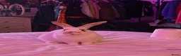 Mixed Breed rabbits for sale: Rabbit come with cage, food, toys in Mansfield - Advert 1