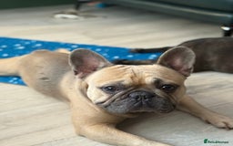 French Bulldog dogs for stud: Tan French bulldog for stud  - Image 1