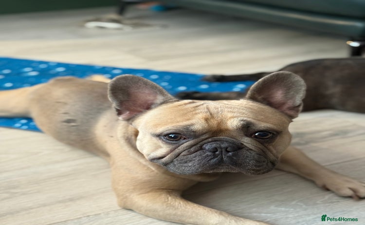French Bulldog dogs - Advert 1