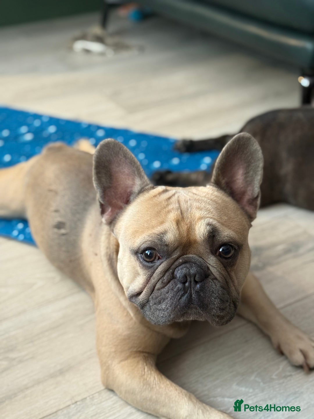 French Bulldog dogs for stud: Tan French bulldog for stud  - Image 1