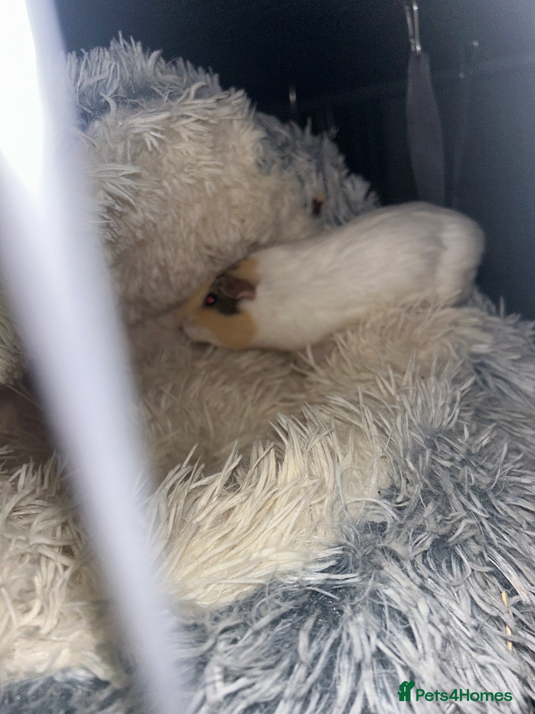 Guinea Pig rodents for sale: Two female Guiana pigs  - Advert 6